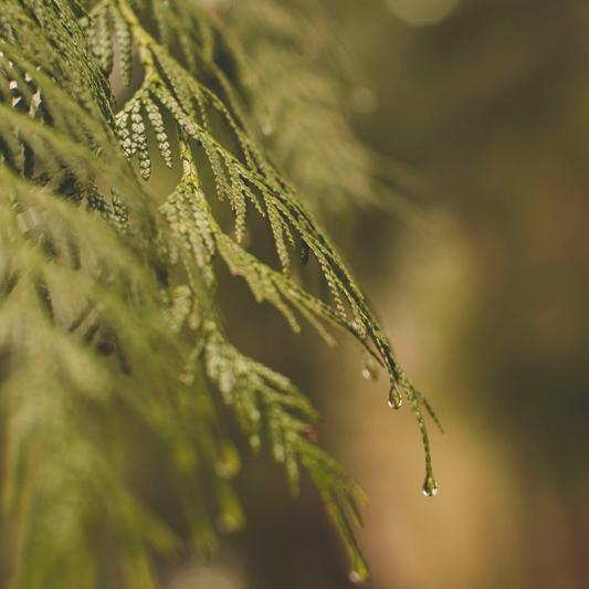 Fresh-Picked Greenery